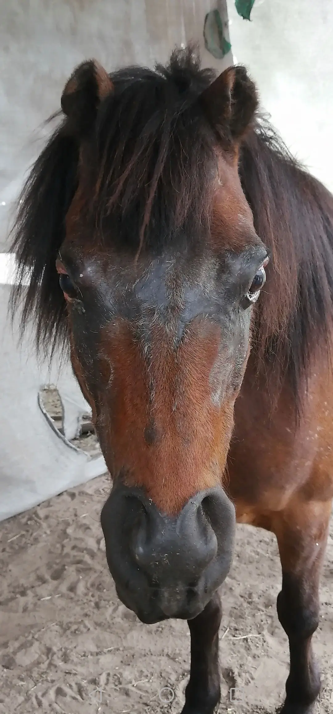 Horse as Strength tarot card