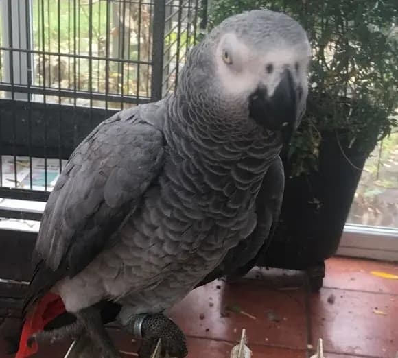 Parrot as The Magician tarot card