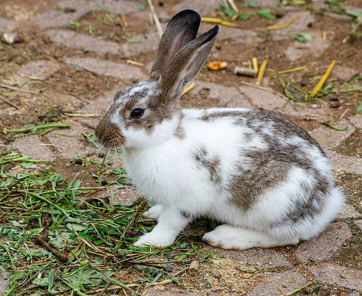Rabbit as The Fool tarot card